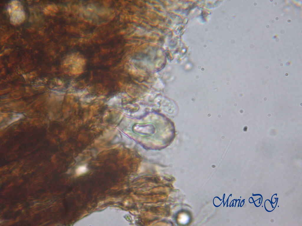 Da determinare (Peniophora limitata)
